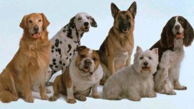 Curiosidades sobre los perros que no todos conocen