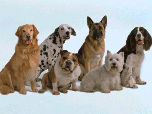 Curiosidades sobre los perros que no todos conocen