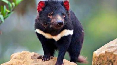 Todo lo que debes saber acerca del demonio de Tasmania