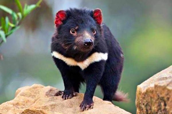 Todo lo que debes saber acerca del demonio de Tasmania