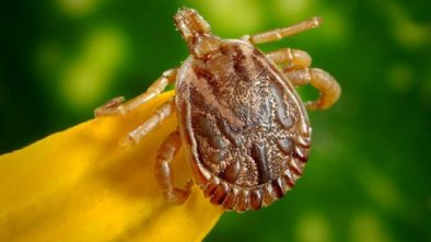4 cosas que debes saber sobre las garrapatas