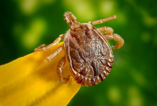4 cosas que debes saber sobre las garrapatas