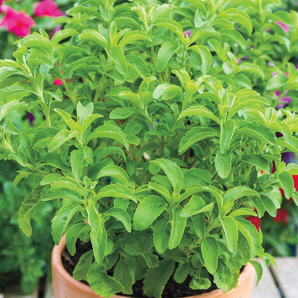 ¿La stevia es buena para la salud? Revista Toxicshock