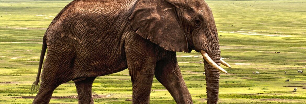 Elefante