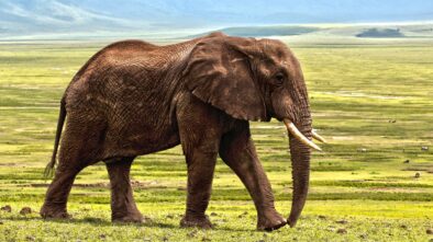 Elefante